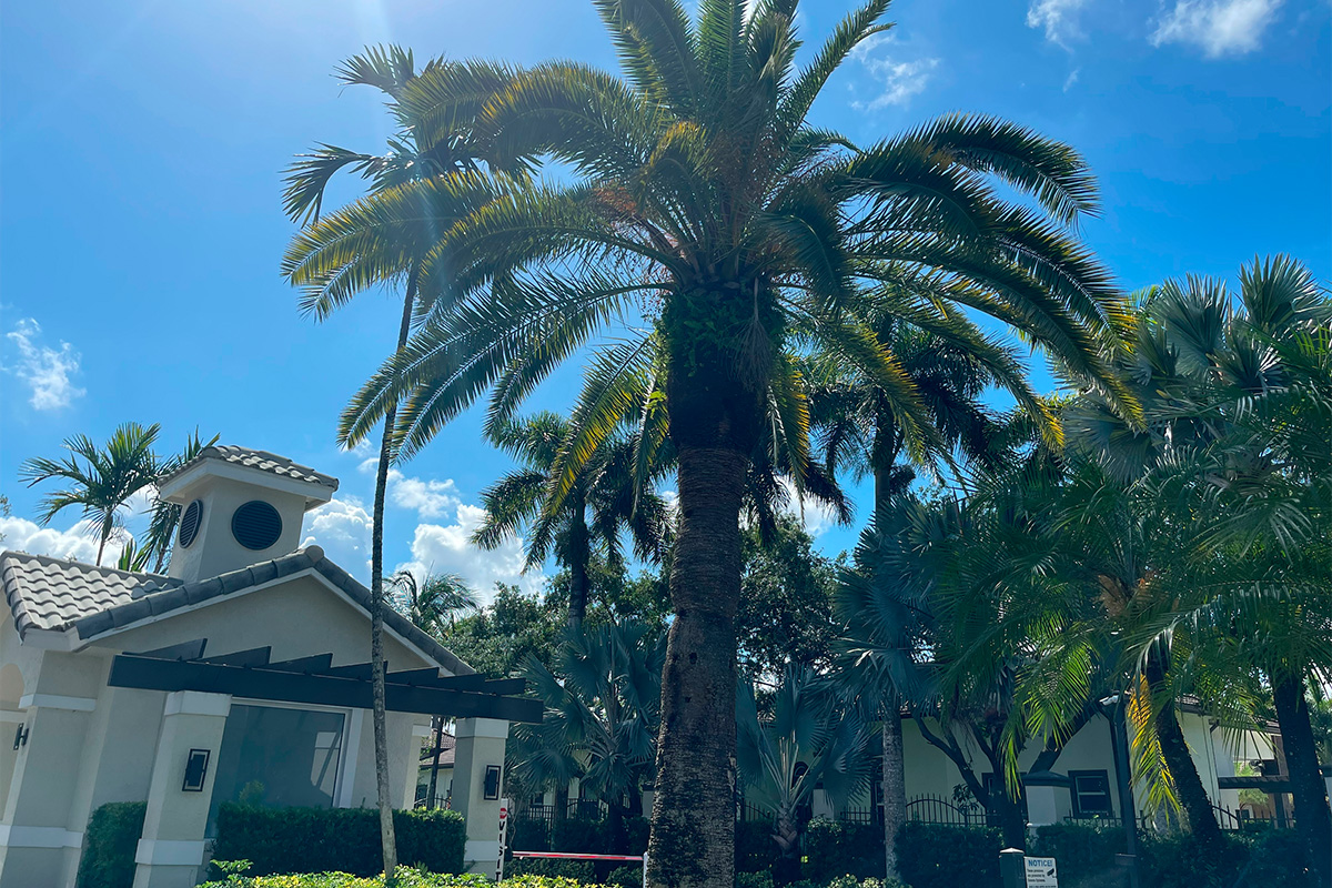 Northstar Estates HOA of Davie > Home